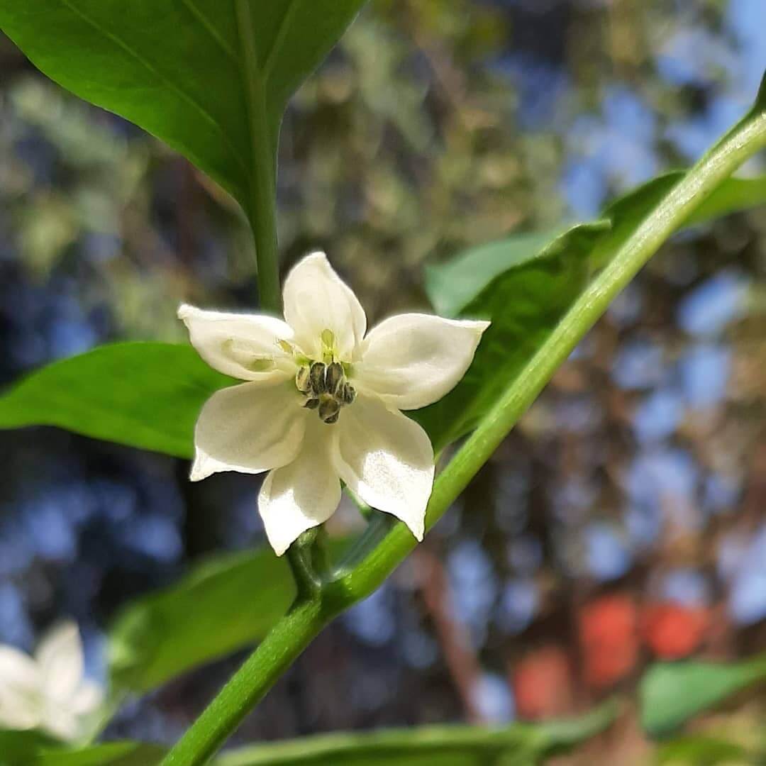 Capsicum annuum cv. 'Serrano Sinahusia'